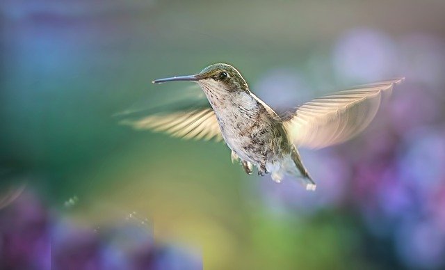 hummingbird 5477966 640 | Sparrow Websites